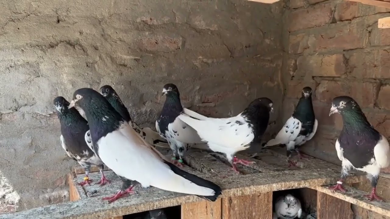 rampuri kalsira kabootar sale for in lahore || rampuri kabootar sale video 2023 #kabootarlovers