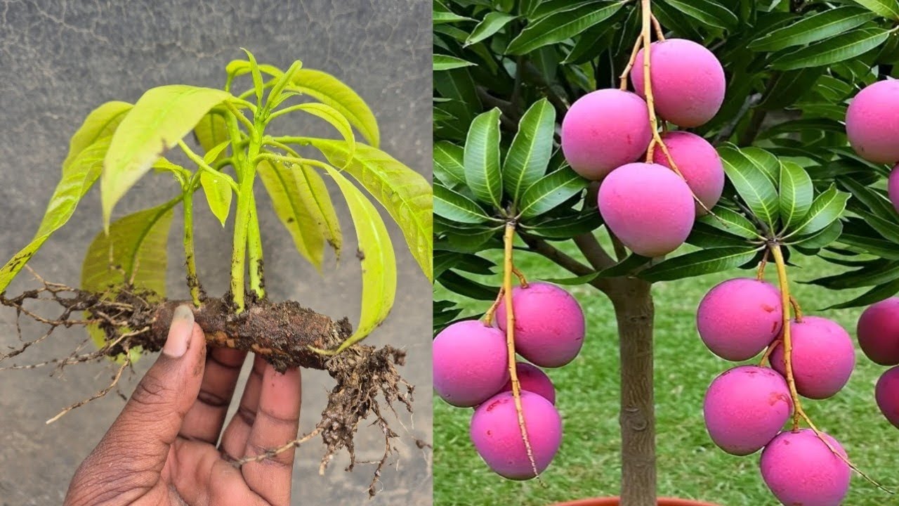 Mango Tree Grow From Brunch| How to growing mango tree from cutting 