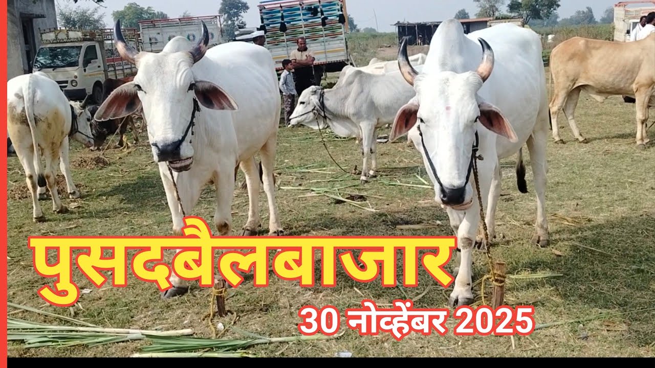 पुसद बैलबाजार 30/11/2025 l #बैलबाजार #bailgadasharyt #pusadbailbajar #maharastrabailbajar 
