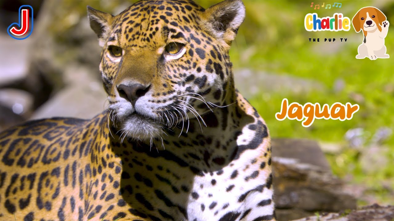 ABC Land Animal Song for Kids | Learn the Alphabet | Learn English | Learn Animals #abcd #animals