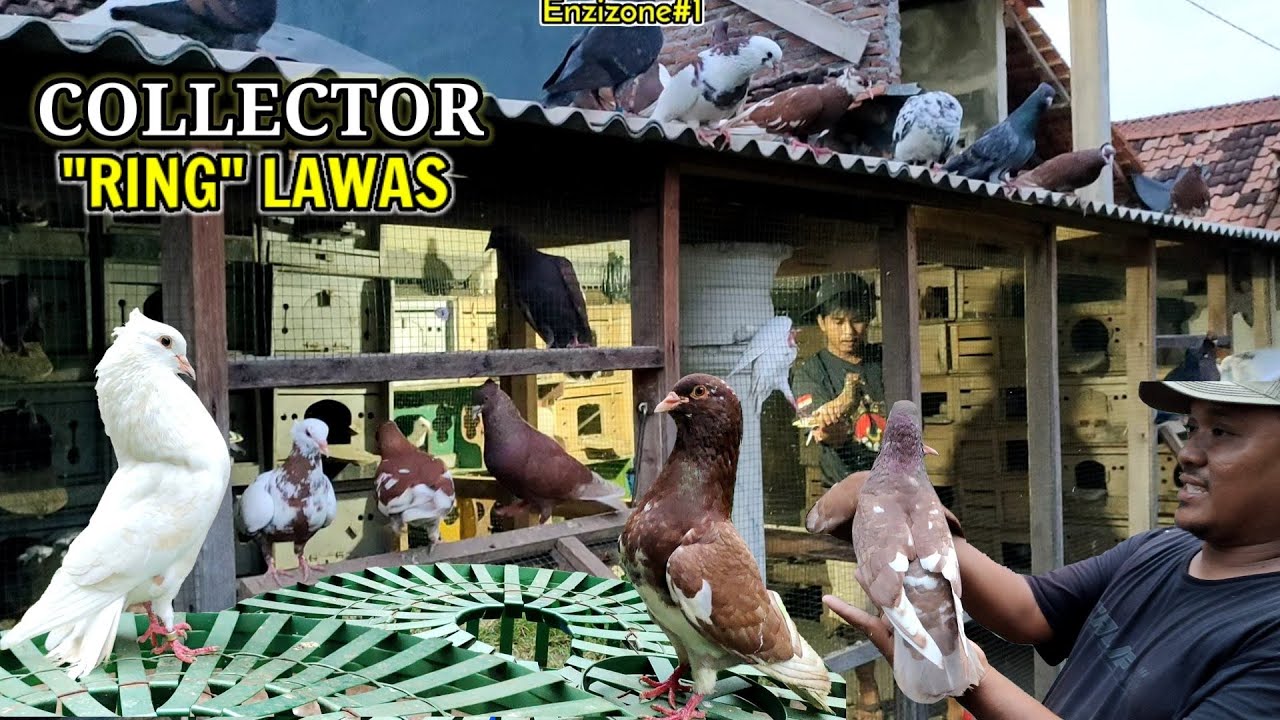 MERPATI TRAH LAWAS HASIL OMBYOK DIPASAR‼️😱| MERPATI TINGGIAN PEKALONGAN