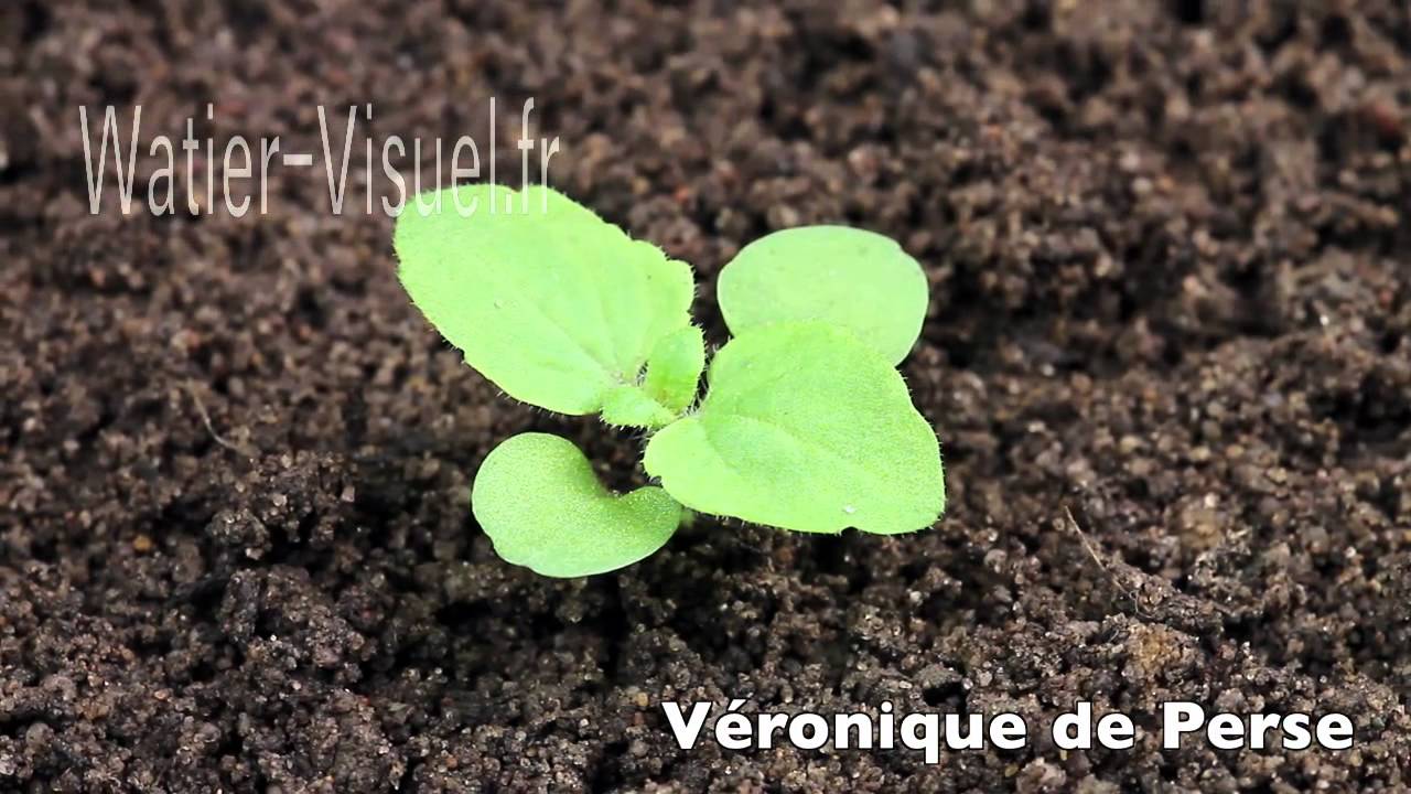 Présentation d'adventices des cultures au stade plantule  Ref 120805M001