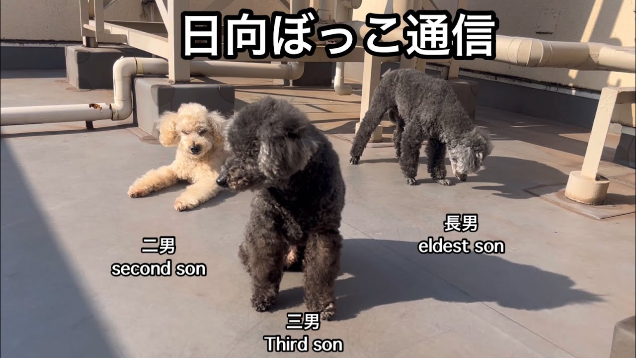 日向ぼっこ通信⭐︎Poodles' Sunbathing News