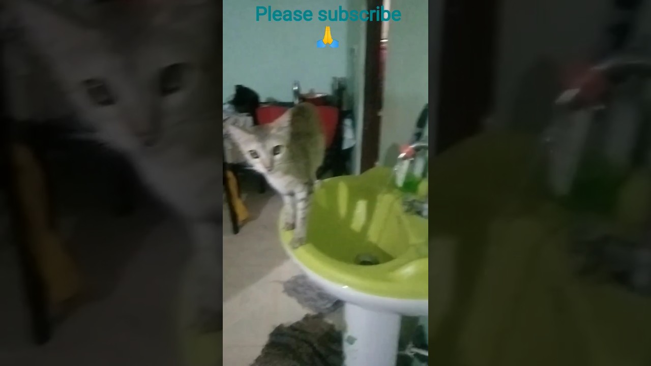 My pet cat is drinking water#shortvideo#shaiqua ki duniya.