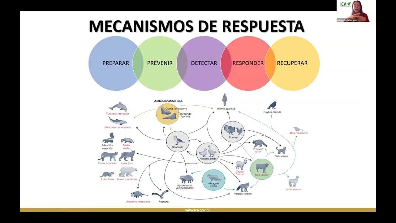 Fortalecimiento de la respuesta intersectorial a la influenza aviar A(H5) en la América Latina