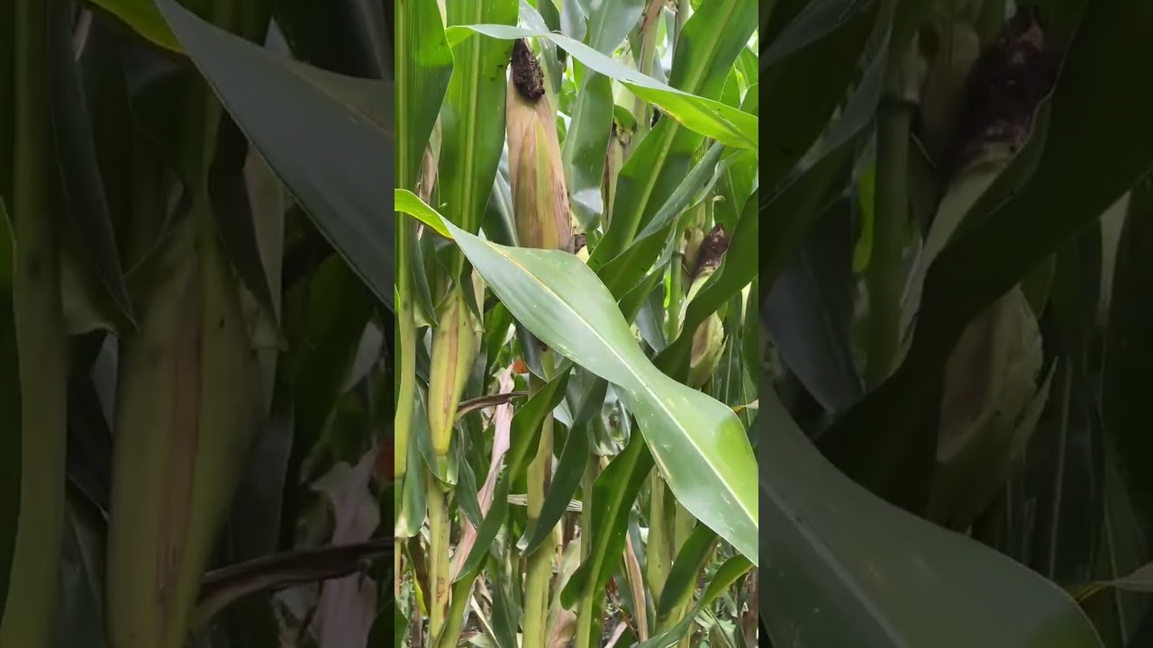 #agricultura kodiak ASGROW