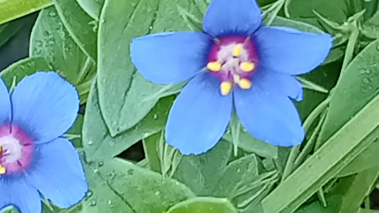 Holy day and spring. Different plant description #bracica #velog 