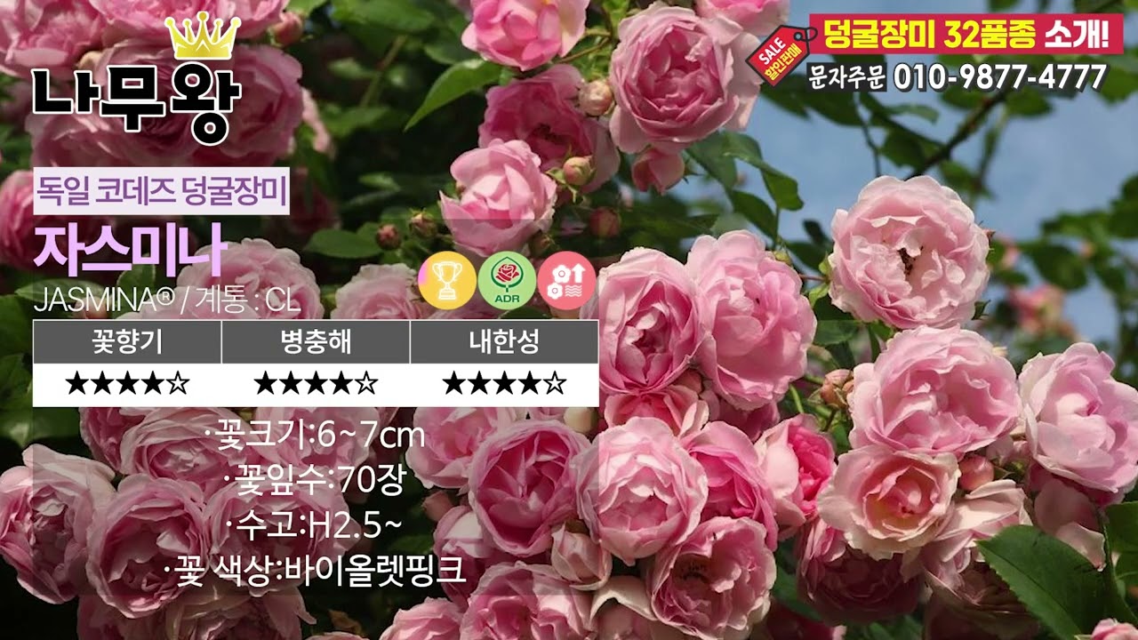 내한성·내병성 끝판왕, KORDES 사계덩굴장미｜한눈 정리