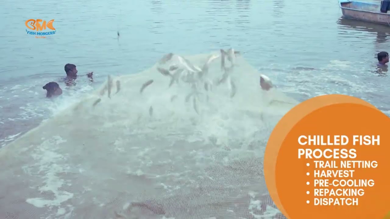 Reimagining Fresh fish value chain!