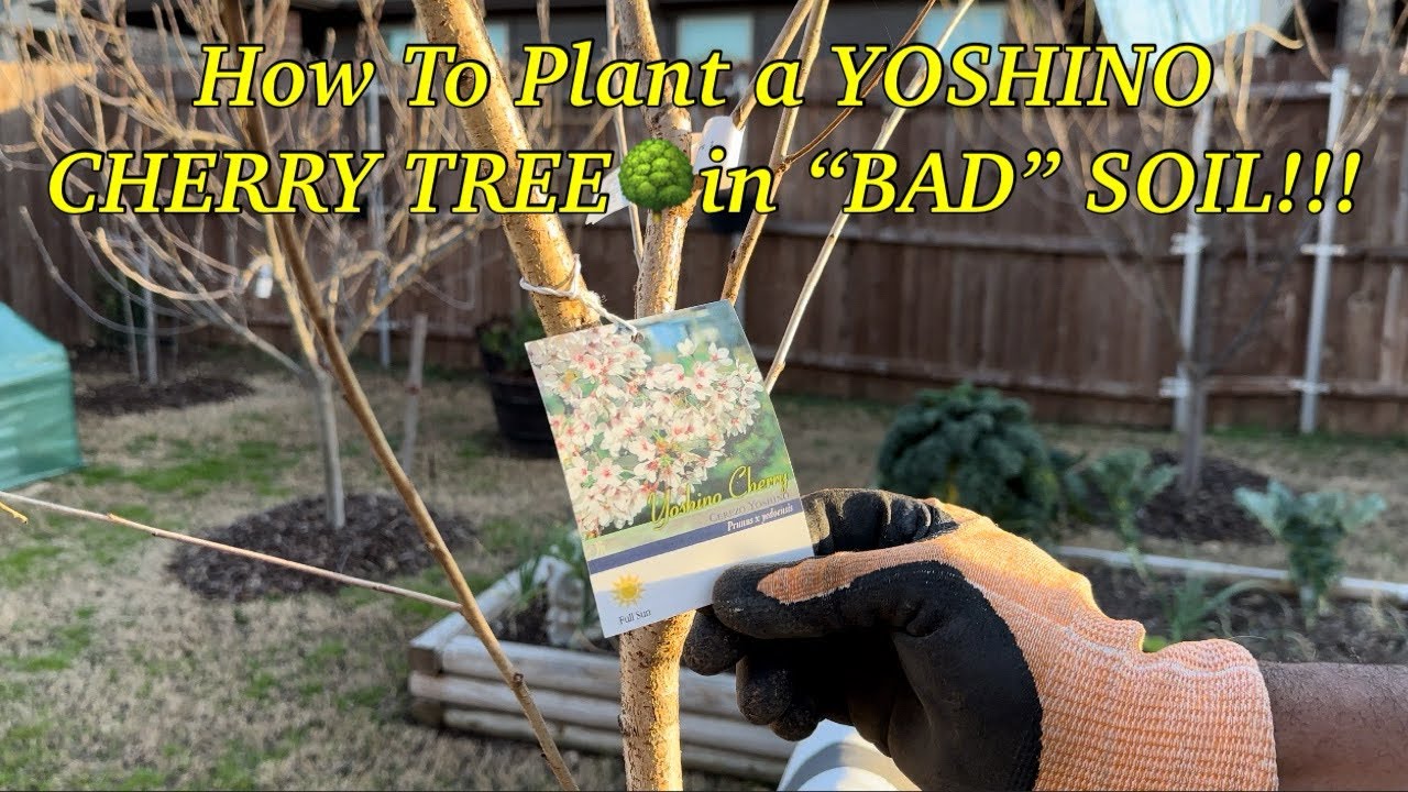 How To Plant a YOSHINO CHERRY TREE🌳in “BAD” SOIL!!!