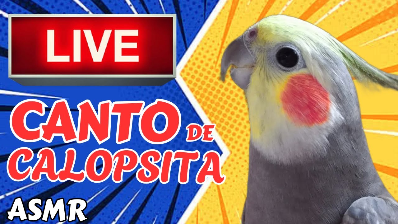 Canto de Calopsita | ASMR | Live Chat #calopsitas #calopsita
