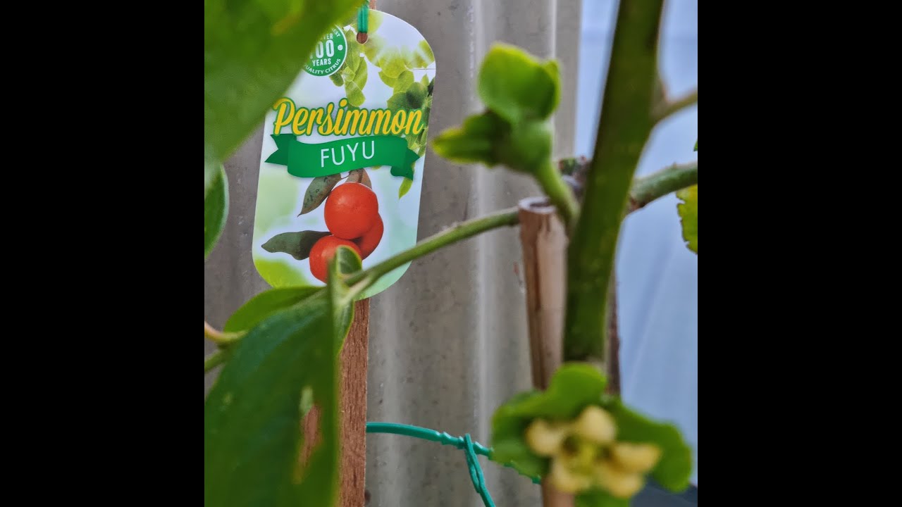 Growing & Caring for Potted Persimmons/Kaki FUYU in Melbourne