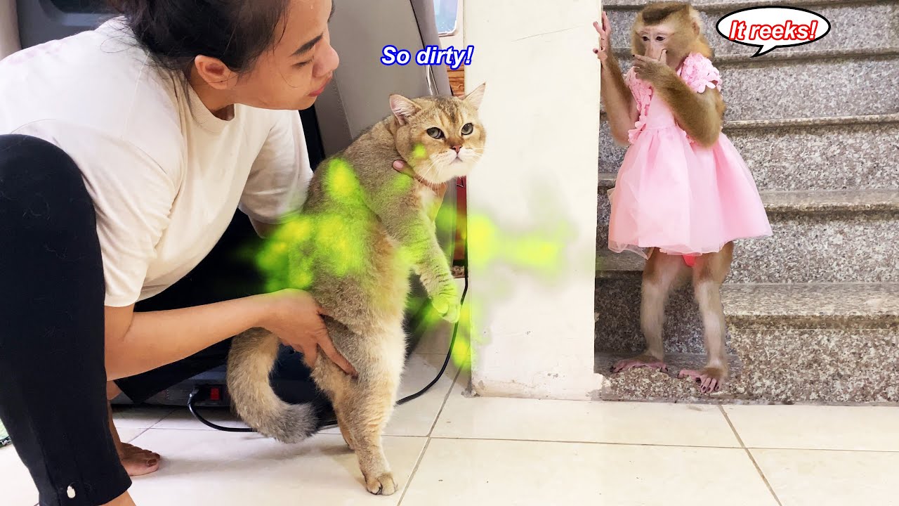 Stop... Don't come near me! Monkey Lyly STAY AWAY from Tommy the cat because of the dirt on him