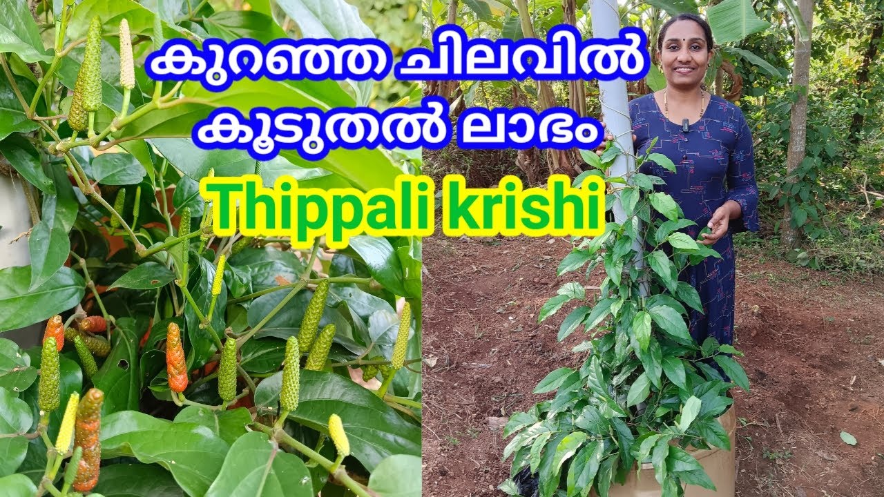 തിപ്പല്ലി കൃഷി // Thippali krishi // Long pepper @VidhasWorld