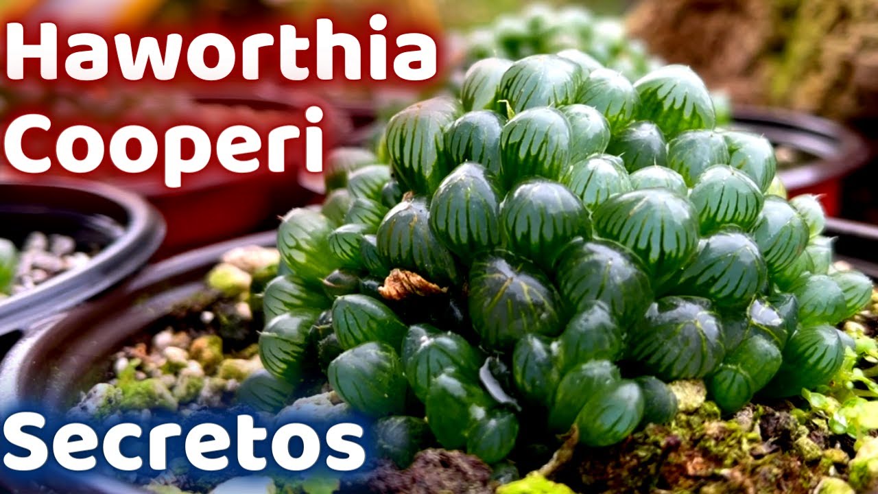 Por Estas Razones Tu HAWORTHIA COOPERI Muere