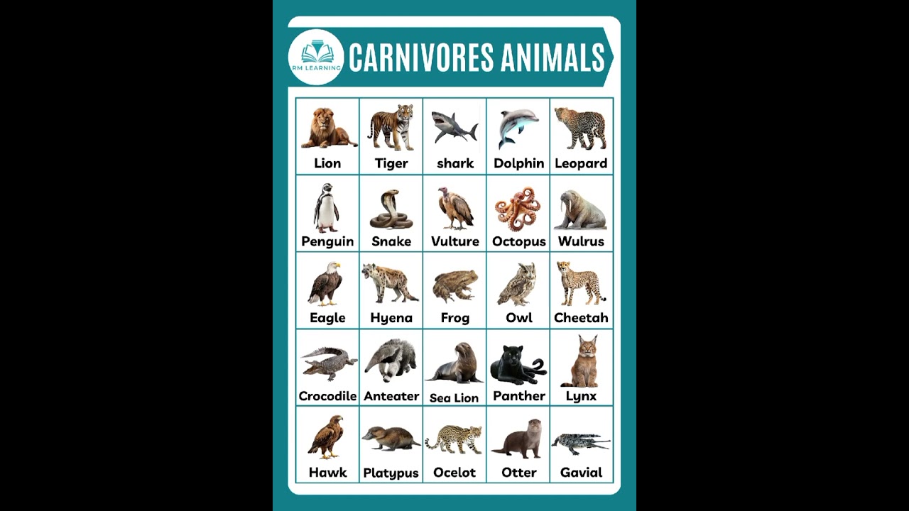 Carnivores Animals #animals  #carnivoresanimalsnames #shortsfeed #animalsvocabulary