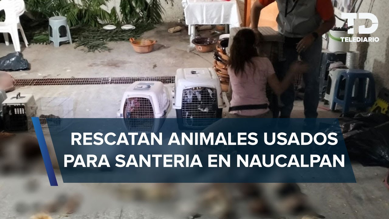 FGJ Edomex catea casa de santero colombiano que usaba animales para sacrificios en Naucalpan