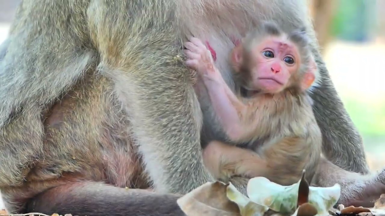 So adorable and Cute baby } AB Wildlife