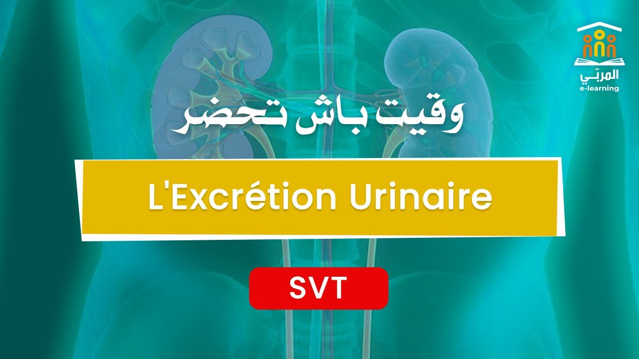 3ème Sciences : SVT - L'Excrétion Urinaire : Exercice Corrigé et Explication