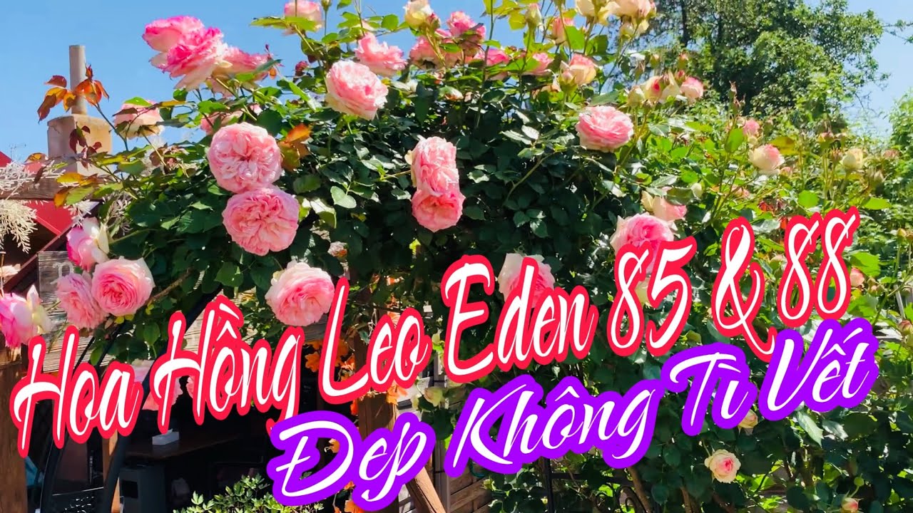 C444N GIÀN HOA HỒNG LEO EDEN 85 EDEN 88 | ĐẸP KHÔNG TÌ VẾT🤗Vườn Hùng Anh Cz.