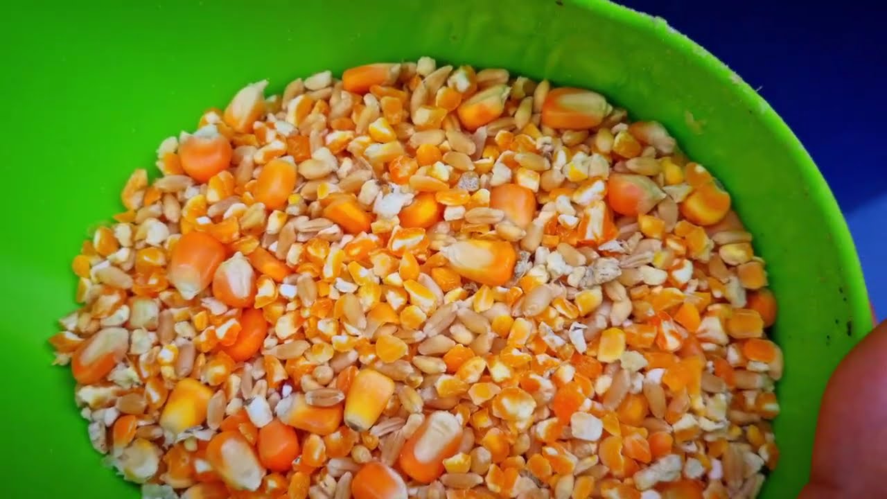 Alimentación en Gallos de Combate .- Practico y económico