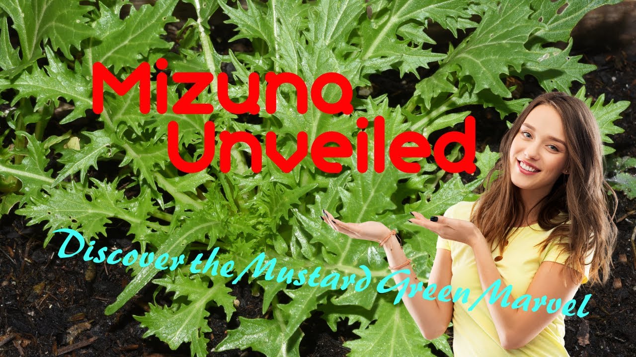 Mizuna Unveiled: Discover the Mustard Green Marvel