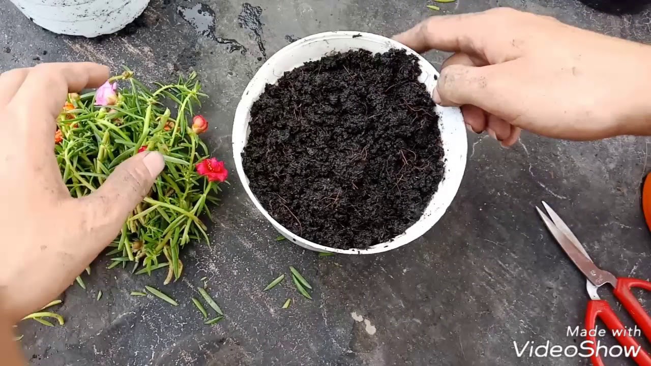 Cách trồng hoa mười giờ vào chậu ( How to Grow Portulaca Cuttings)  |BOOMtv