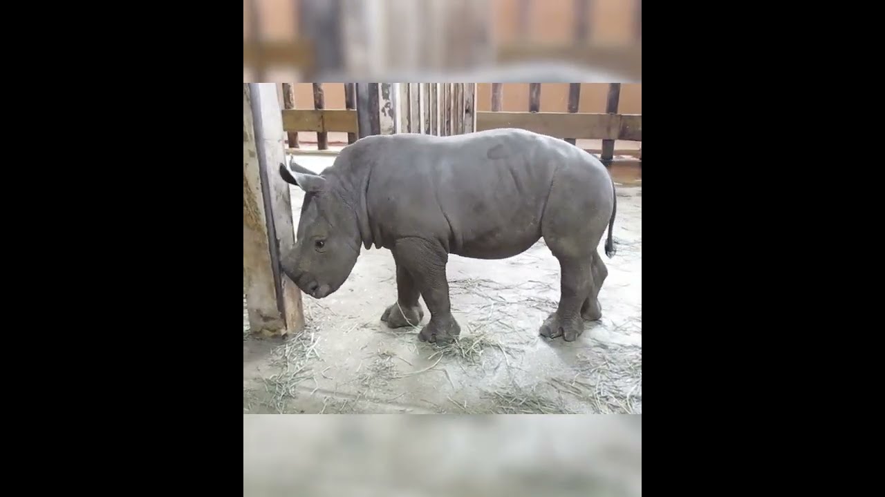 Oh Baby - Baby Rhino's 1st Enrichment