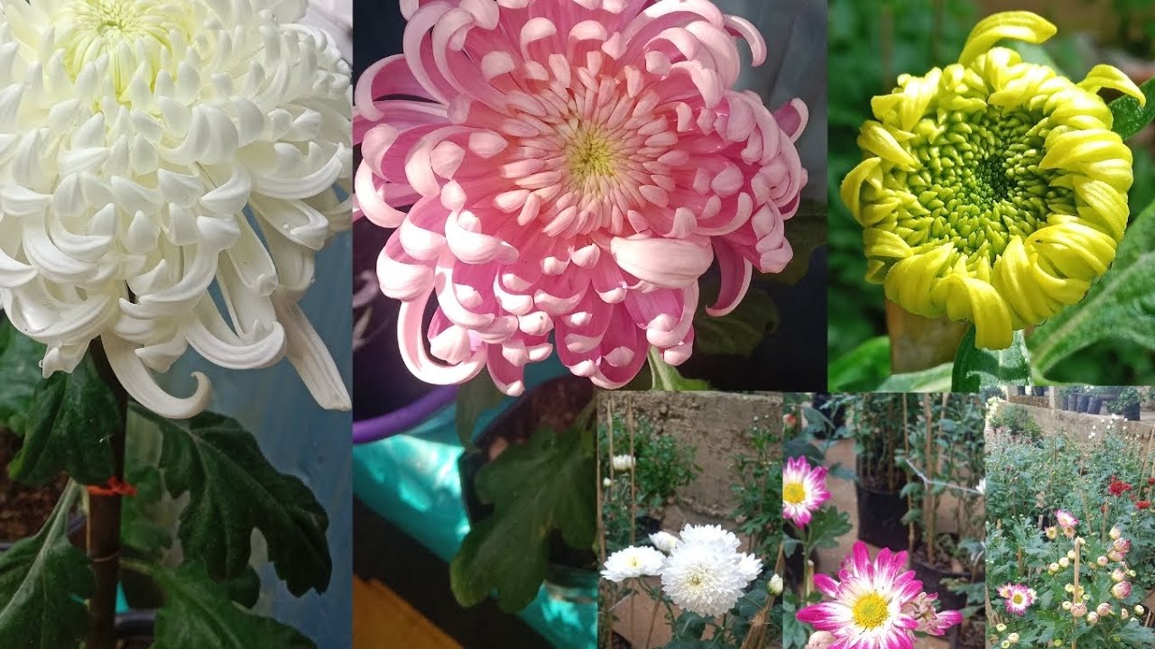    Godavari (Chrysanthemum)  ## colourful## flowers..!!!!!!!!