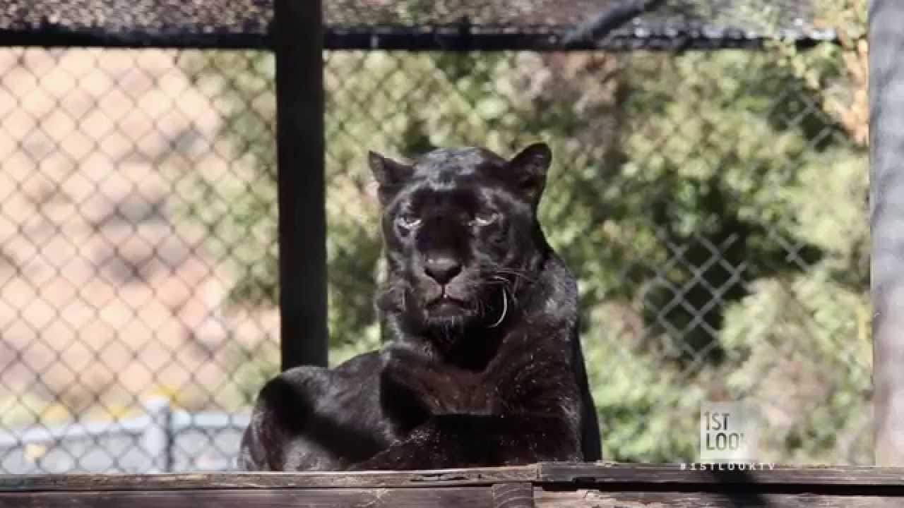Explore Shambala With Tippi Hedren