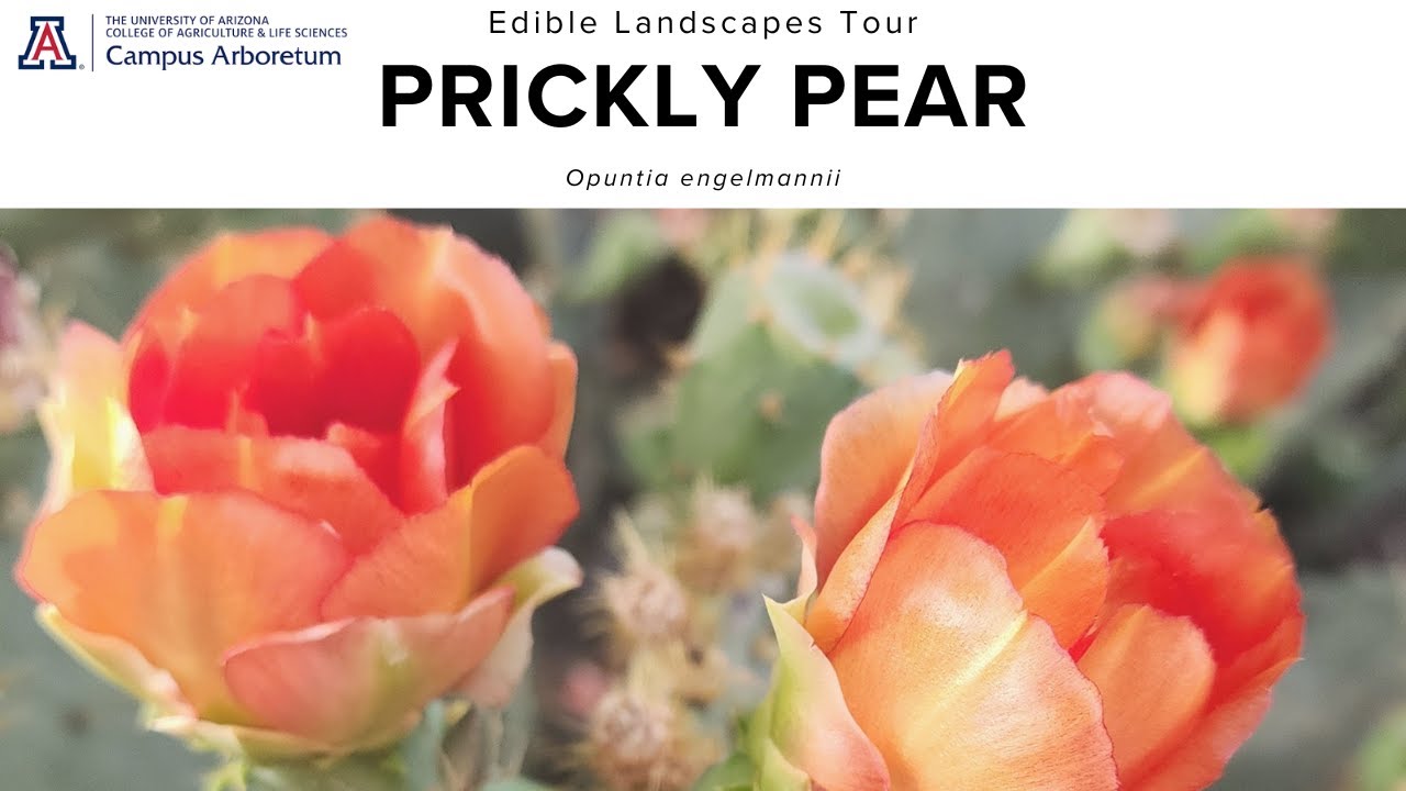Edible Landscapes Tour: Prickly Pear (Opuntia engelmannii)
