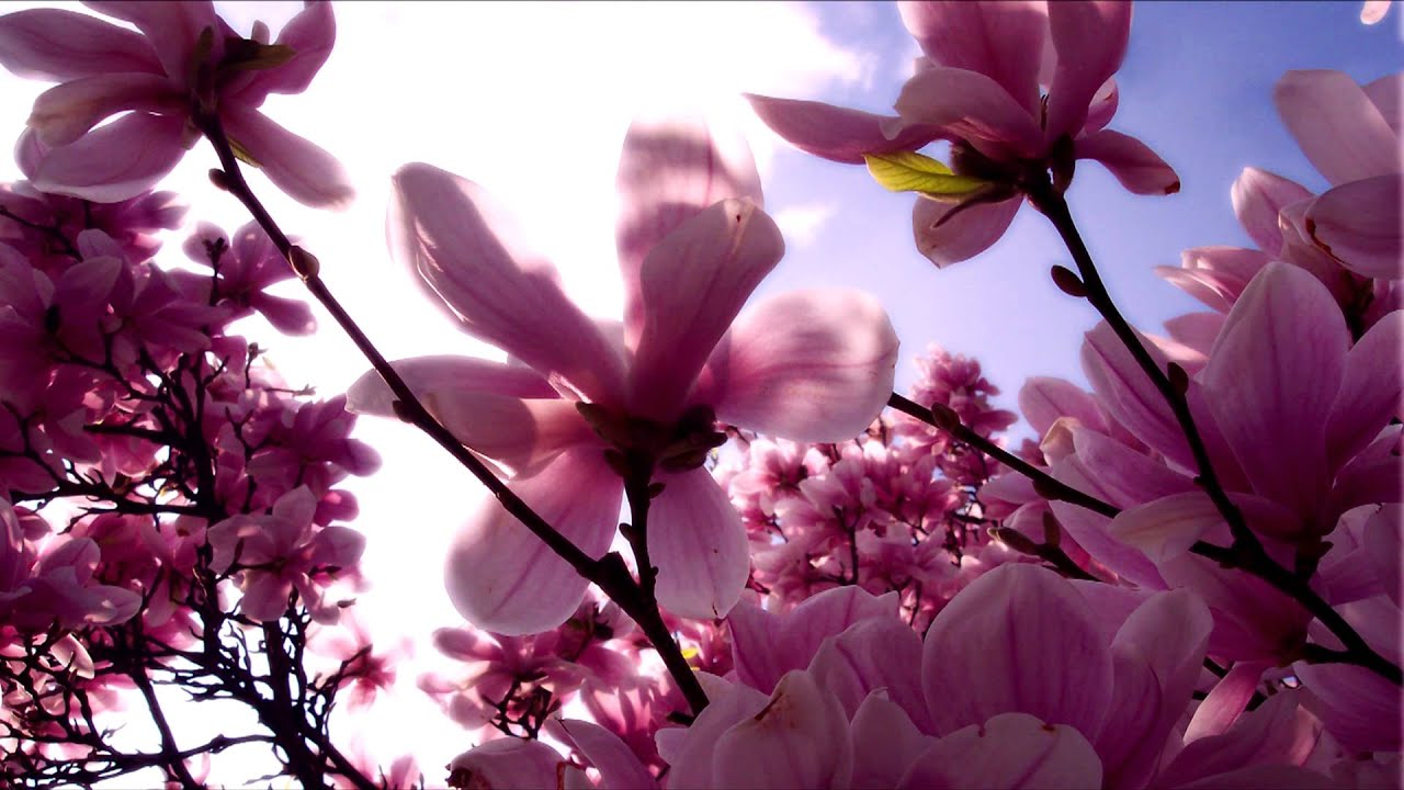 KaNa - Flower of Snow (Shingo Nakamura Remix) [HD 1080p]