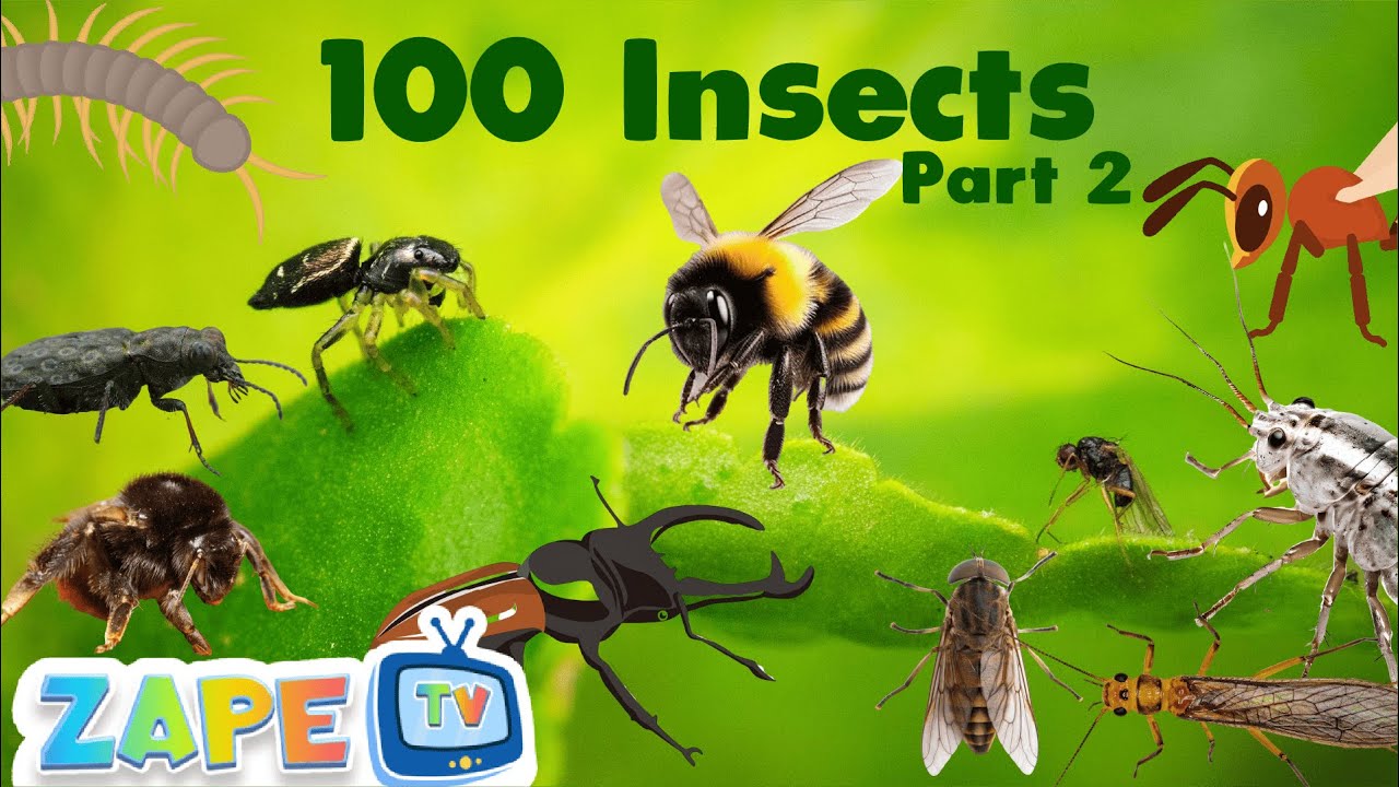 Bugs That Crawl and Fly-Part 2 | Insects Song | Learning Science | Nursery Rhymes | Zape TV