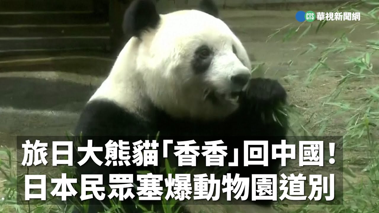 旅日大熊貓「香香」回中國！ 日本民眾塞爆動物園不捨道別｜👍小編推新聞20230221