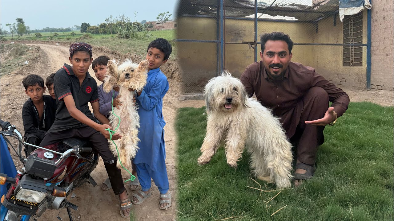 Village K Chota Bachoo Na Small Dog 🐕 Pakar Da Dia 😍