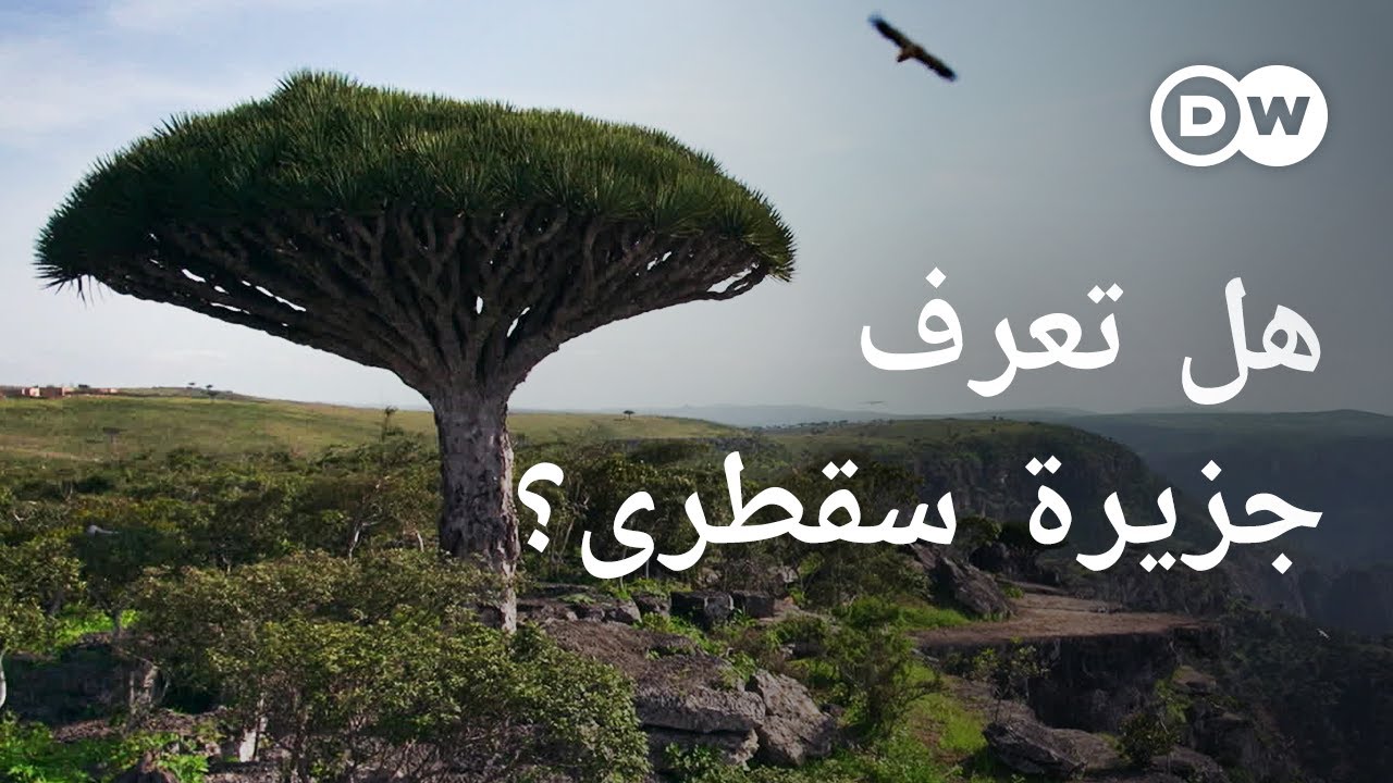 وثائقي | سقطرى اليمنية - جزيرة كنوز خضراء بين اليمن والصومال | وثائقية دي دبليو