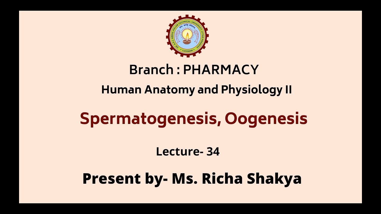 Human Anatomy & Physiology-II | Spermatogenesis, Oogenesis | AKTU Digital Education