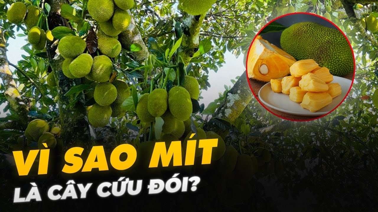 VÌ SAO MÍT LÀ CÂY CỨU ĐÓI?