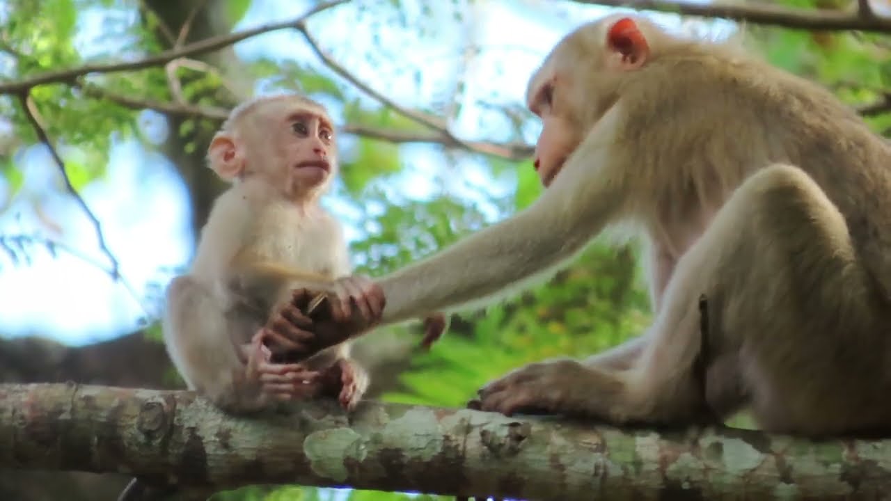 OMG! Libby monkey! She run water! God help!