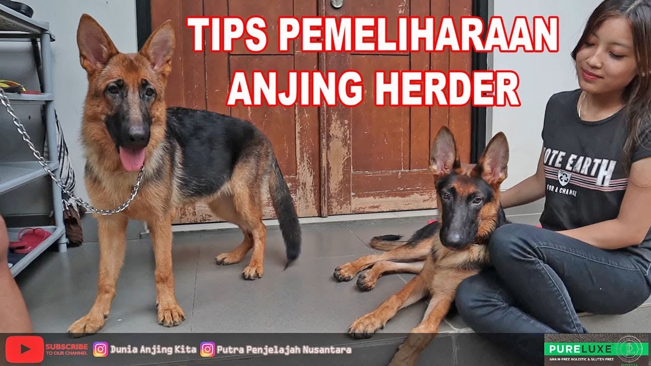 TIPS MEMELIHARA ANJING HERDER UNTUK PEMULA