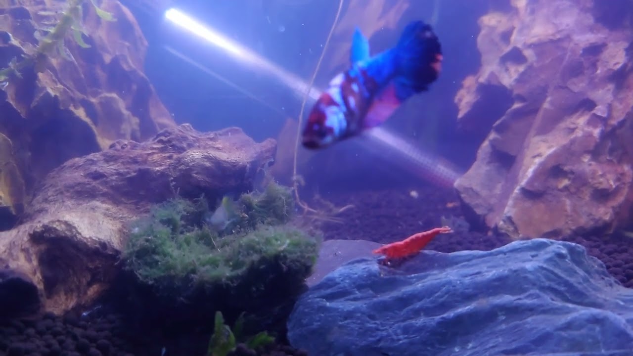 New Tropical Tank After An Emergency
