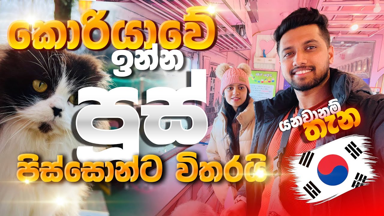 Korea Cat Station Experience | Sinhala Vlog