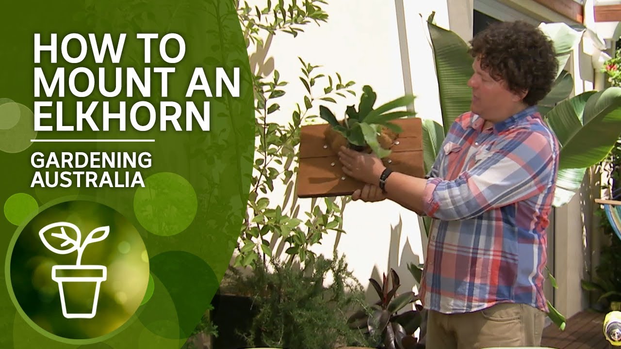 How to mount an elkhorn fern