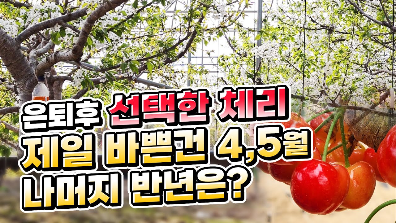 수익 좋고 체험도 인기만점인 작물 체리,  어떻게 키우지?