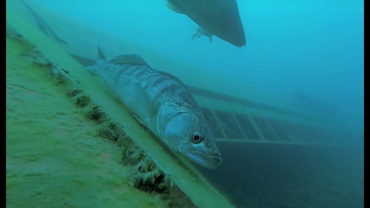 Potápění Čierna Voda AQUAREA 20.7.2018