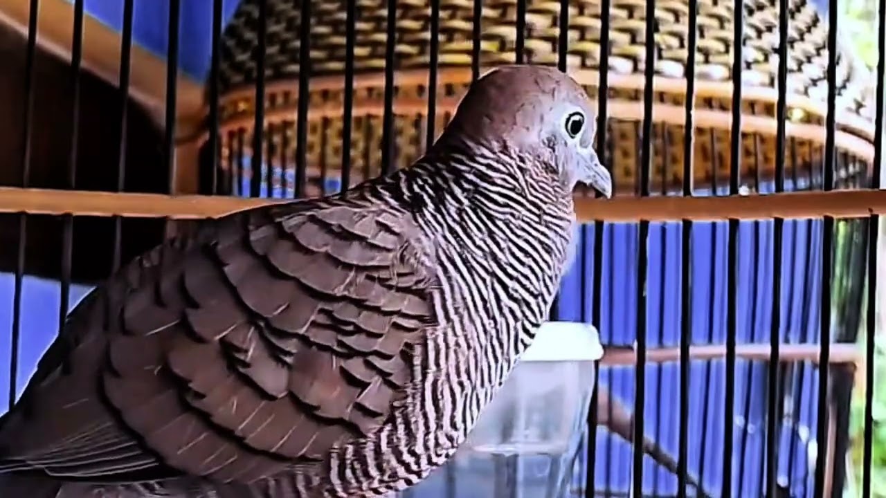 Suara Perkutut Gacor, SEKALI PUTAR, Bikin Perkutut Se Kampung Ikutan Bunyi