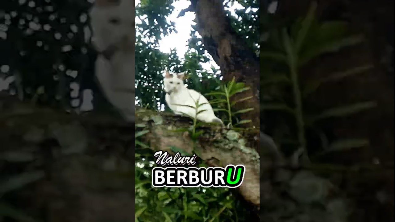 Naluri Berburu sangat Kuat sekali Panjat Pohon 