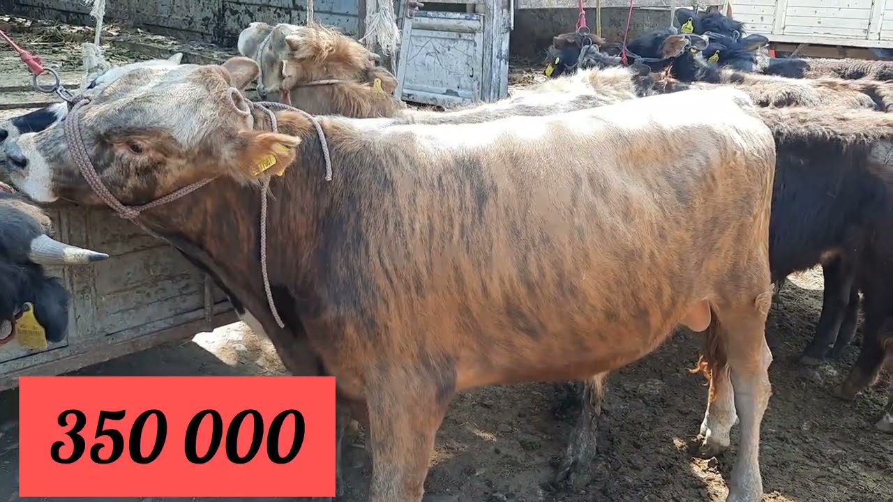 Алматы, мал базар Бәйдібек би ауылы, бұқалардың бағасы.