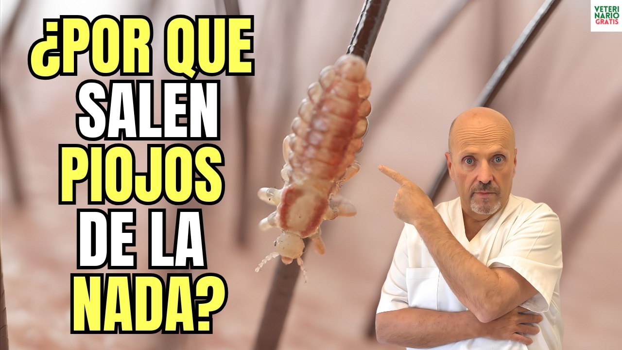 🪳😱 PORQUE SALEN PIOJOS DE LA NADA? ¿SERA BRUJERIA? 🪳😱