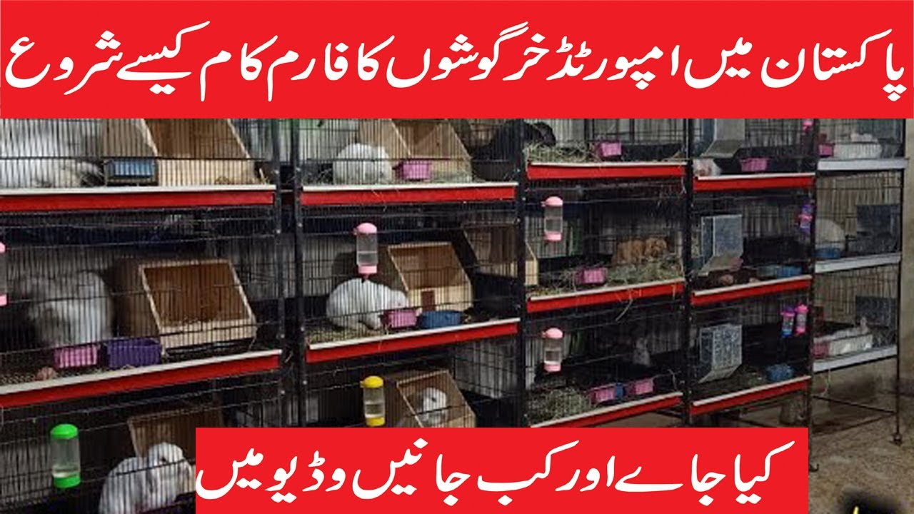 Modern Rabbit Farm in Pakistan | How to Start Fancy Rabbit Farming Profitable Business Urdu | Hindi